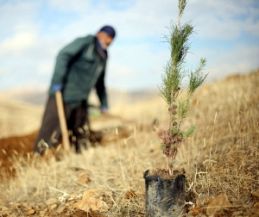 تصویر آغاز پویش نهالکاری به یاد پدران آسمانی در البرز