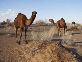 تصویر بازگشت شترها به اطراف تالاب صالحیه!