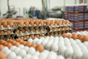 تصویر اشتهارد تولیدکننده اصلی مرغ و تخم مرغ البرز