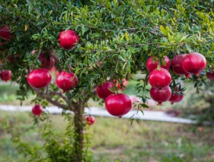 تصویر کرج ۲۰۰ هکتار جنگل مثمر دارد