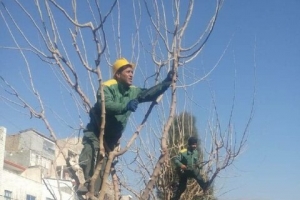 تصویر ۳۰۰۰ اصله درخت در منطقه یک هرس شد