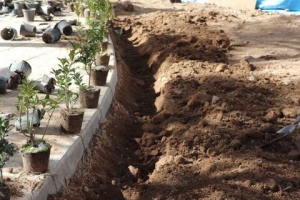 تصویر ۴۳۰۰ اصله درخت در عرصه‌های سبز منطقه یک کاشته شد
