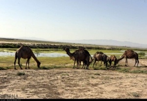 تصویر احیای تنها تالاب البرز در انتظار نگاه ویژه