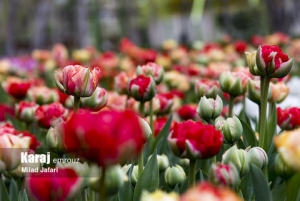 تصویر جشنواره لاله‌های کرج برگزار می‌شود