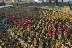 تصویر منطقه ۹ با کاشت ۸۰۰۰ اصله نهال به استقبال بهار رفت
