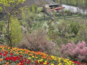 تصویر به مهمانی لاله‌های آسارا دعوتید