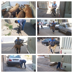 تصویر مرحله دوم طرح جمع آوری سگ های بلاصاحب در شهر چهارباغ