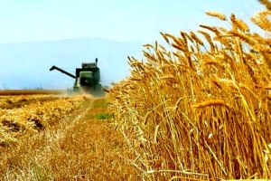 تصویر افزایش کشت گندم در البرز، آن هم به شیوه آبی