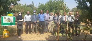 تصویر برگزاری کارگاه آموزشی مگس مدیترانه ای و مدیریت تلفیقی آن در باغات در شهرستان فردیس