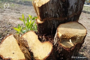 تصویر ۲۵ اصله درخت در مشکین دشت البرز بدون مجوز شهرداری قطع شده است
