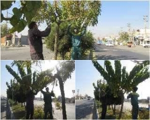 تصویر اجرای عملیات هرس درختان سطح شهر گلسار