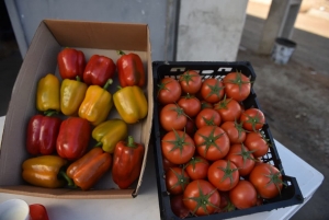 تصویر بهره برداری از گلخانه در چوپان آباد در شهرستان نظرآباد