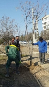 تصویر کاشت بیش از ۲ هزار اصله درخت در معابر منطقه ۳ کرج