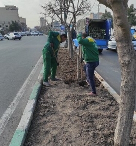تصویر ۳۰۰۰ اصله نهال درسطح منطقه ۵ کرج کاشته می‌شود