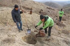 تصویر ۳۰۰ هکتار از اراضی حلقه دره درختکاری شد