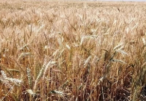 تصویر نرخ خرید تضمینی گندم تصویب و ابلاغ شد