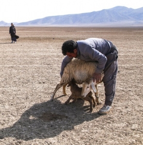 تصویر چرای بی‌رویه عامل نابودی مراتع طالقان شده است