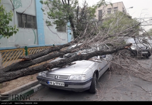 تصویر تندباد سبب سقوط سه اصله درخت و خسارت به یک خودرو در کرج شد