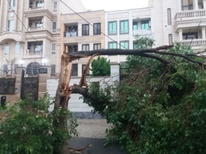 تصویر تندباد اخیر در شهر فردیس منجربه سقوط ۲۰ اصله درخت شد