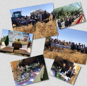 تصویر آئین شکرگزاری و جشن برداشت گندم در شهرستان نظرآباد