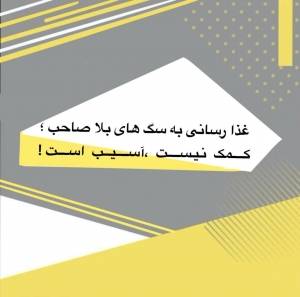 تصویر غذارسانی به سگ‌های بلاصاحب کمک نیست، آسیب است