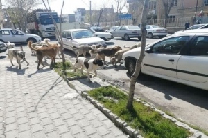تصویر طرح جمع آوری سگ های بلاصاحب در کرج اجرایی شود