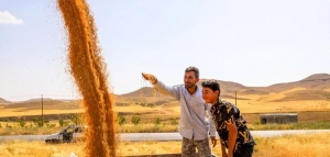 تصویر امسال حدود ۳۰ هزار تن خرید تضمینی گندم در البرز انجام شد