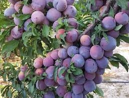 تصویر برداشت ۷۰ تن آلو در هر هکتار رکورد جدید باغدار نظر آبادی