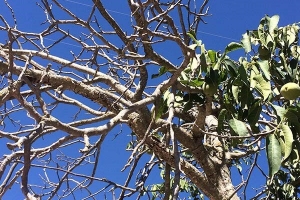 تصویر خسارت رها نکردن آب سد کرج به باغات ۹۰ ساله!