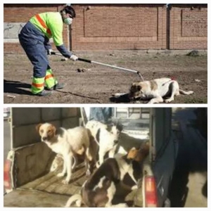تصویر آغاز زنده‌گیری سگ‌های بلاصاحب توسط واحد خدمات شهری شهرداری تنکمان