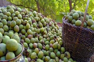 تصویر برداشت طلای سبز از باغات البرز