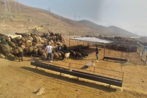 تصویر مراکز فروش غیر مجاز دام در محدوده باغستان غربی جمع آوری شدند