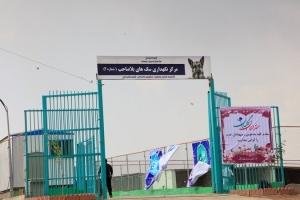 تصویر طرح جمع آوری سگ های بلاصاحب در کمالشهر  آغاز شد