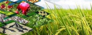 تصویر کاهش ۳۰ درصدی ضایعات کشاورزی کشور با دانش هسته ای