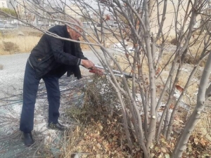 تصویر شهروندان با هرس درختان آشنا شدند