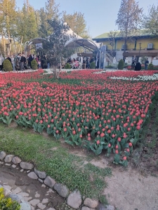 تصویر جشنواره لاله های کرج (تصاویر)