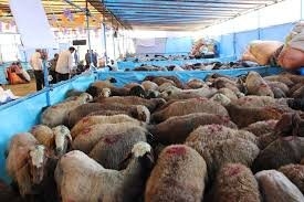 ایجاد ۸ جایگاه عرضه و ذبح بهداشتی دام در کرج