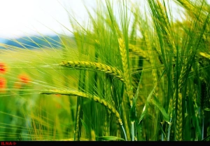 تصویر ۹۰ هزار نفر در البرز با کشاورزی سر و کار دارند