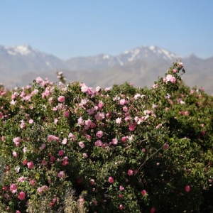 تصویر پیش بینی برداشت ۷۰ تُن گل‎محمدی از اراضی طالقان