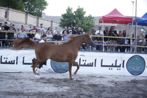 تصویر پنجمین رویداد سوارکاری استان البرز برگزار شد