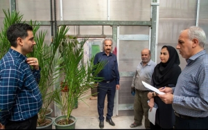 تصویر خرمای مجول از طریق جنین زایی غیرجنسی تولید شد