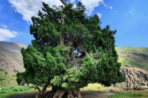 تصویر ابعاد حفاظت از درخت ارس شهرستانک بررسی شد