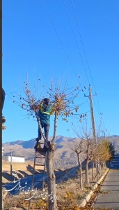 تصویر درختان خیابان حافظ  مهستان بازپیرایی می شوند