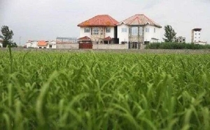 تصویر تغییر کاربری اراضی تهدید اصلی نابودی خاک کشاورزی در البرز است