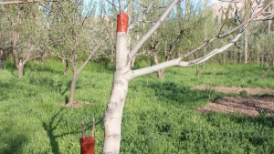 تصویر اصلاح و نوسازی ۲۴ هزار مترمربع از باغات شهرستان نظرآباد