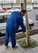 طرح طعمه گذاری جهت مقابله با جانوران موذی در مسیر میدان کرج تا آزادگان اجرا شد