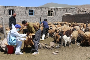 تصویر تزریق چهار میلیون نوبت سر واکسیناسیون دام در البرز