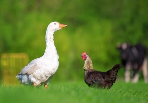 تصویر بلبشوی گرانی مرغ در بازار