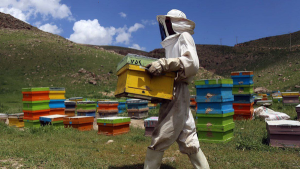 تصویر طلای سفید در کوهستان‌های طالقان