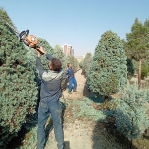 تصویر درختان سوزنی‌برگ منطقه ۸ هرس شدند